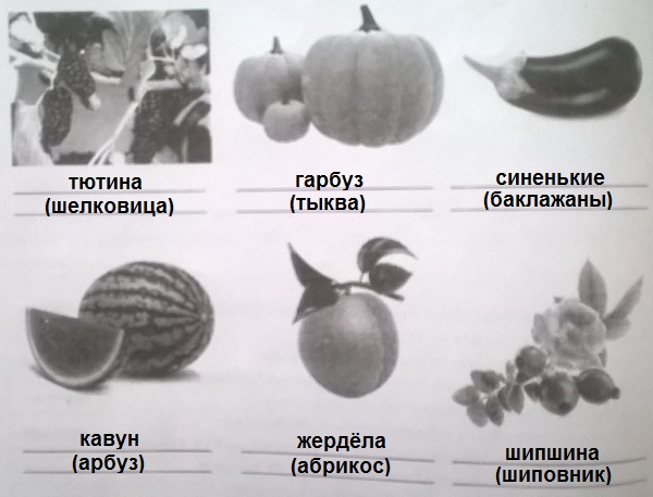 названия ягод, фруктов, овощей на Кубани