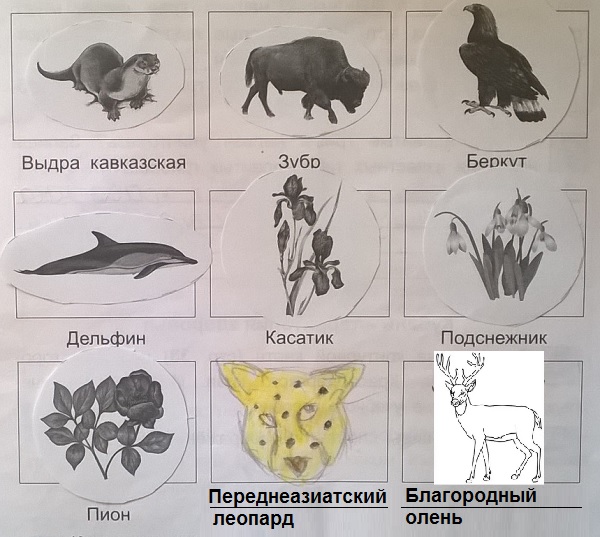 изображения краснокнижных животных Краснодарского края